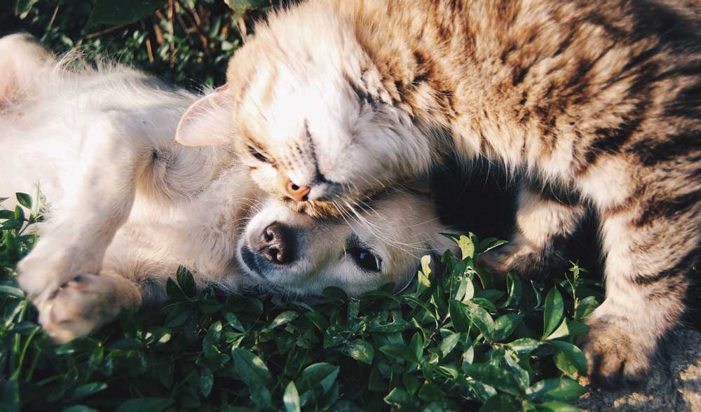 Scatta l'obbligo di RICETTA VETERINARIA ELETTRONICA