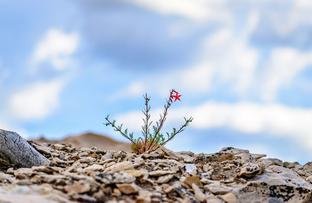 Resilienza, tutti ne parlano, ma sappiamo cos'è?