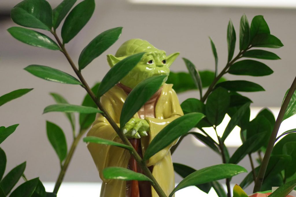 Statuetta di Yoda tra le foglie di una pianta in ufficio